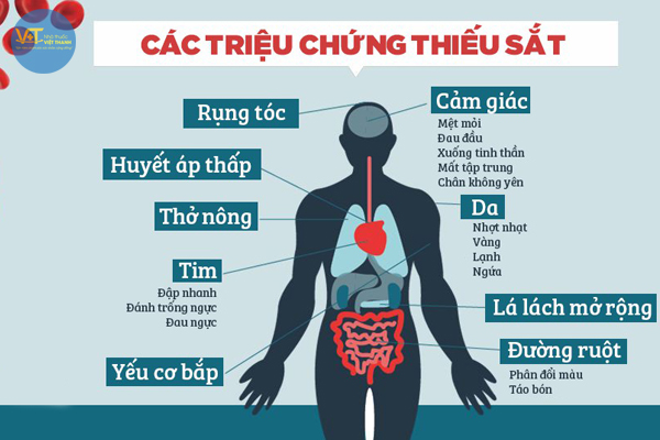 trieu chung thieu mau do thieu sat
