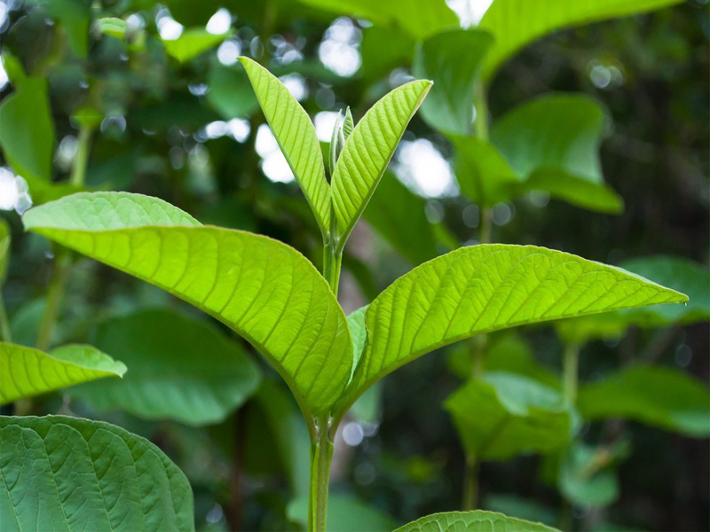 Chua cham sua bang la oi