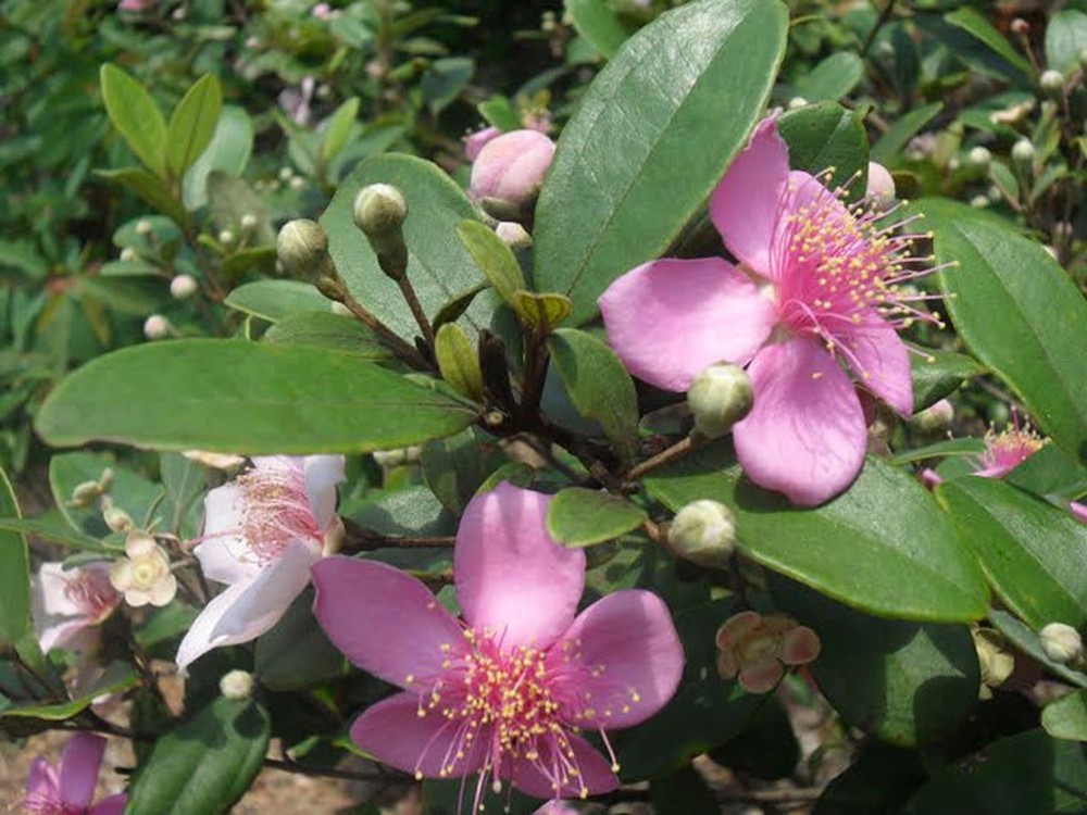 Cach chua cham sua bang la sim