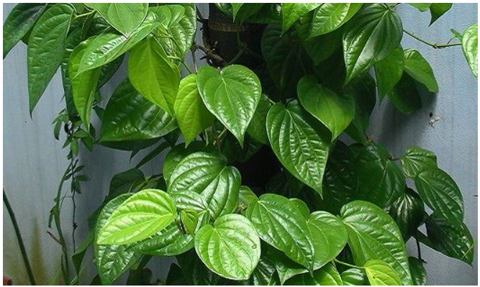 Chua cham sua bang la trau khong