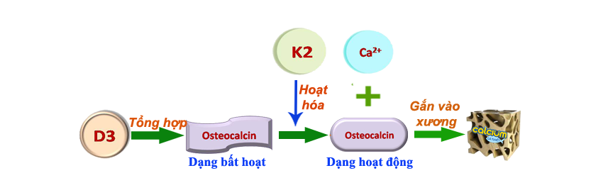 vitamin k2
